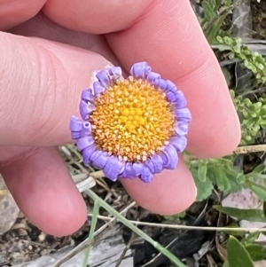 Brachyscome spathulata at Booth, ACT - 19 Nov 2022 09:48 AM