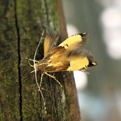 Labdia deliciosella (A Cosmet moth) at Cook, ACT - 18 Nov 2022 by CathB