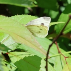 Pieris rapae (Cabbage White) at Wodonga, VIC - 19 Nov 2022 by KylieWaldon