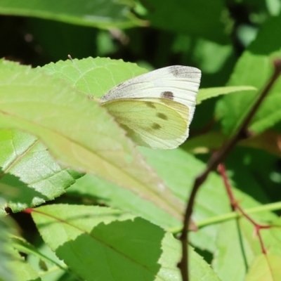 Pieris rapae (Cabbage White) at Wodonga, VIC - 19 Nov 2022 by KylieWaldon