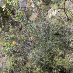 Mirbelia oxylobioides (Mountain Mirbelia) at Rendezvous Creek, ACT - 19 Nov 2022 by JimL