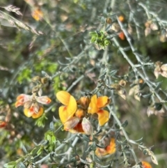 Mirbelia oxylobioides at Rendezvous Creek, ACT - 19 Nov 2022 09:36 AM