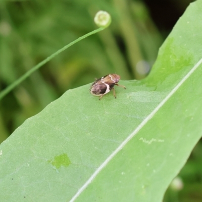 Eurymelinae (subfamily) (Unidentified eurymeline leafhopper) at Wodonga, VIC - 19 Nov 2022 by KylieWaldon