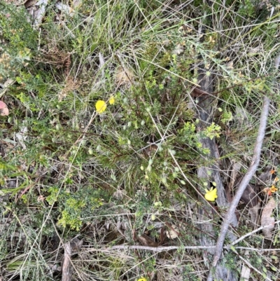 Gompholobium huegelii (Pale Wedge Pea) at Booth, ACT - 18 Nov 2022 by JimL