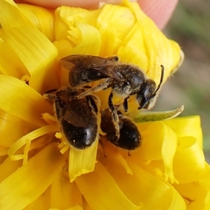 Lasioglossum (Chilalictus) lanarium at Cook, ACT - 9 Oct 2022