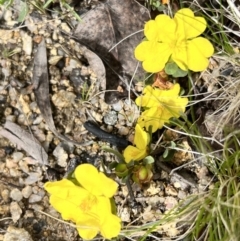 Hibbertia obtusifolia (Grey Guinea-flower) at Booth, ACT - 18 Nov 2022 by JimL