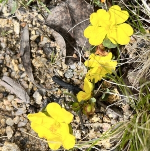 Hibbertia obtusifolia at Booth, ACT - 19 Nov 2022