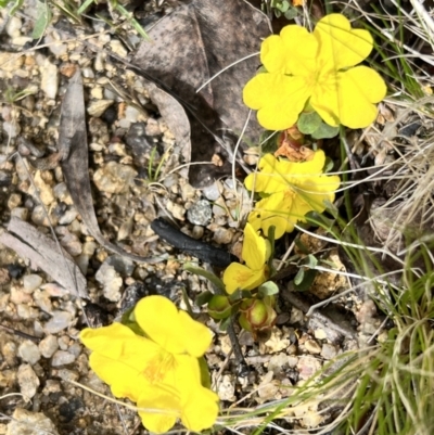 Hibbertia obtusifolia (Grey Guinea-flower) at Booth, ACT - 19 Nov 2022 by JimL