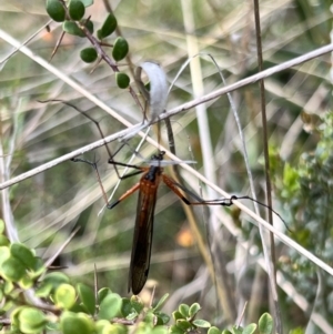 Harpobittacus sp. (genus) at Booth, ACT - 19 Nov 2022