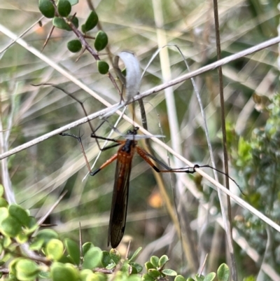 Harpobittacus (genus) (Hangingfly) at Booth, ACT - 19 Nov 2022 by JimL
