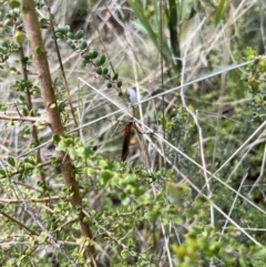 Harpobittacus (genus) at Booth, ACT - 19 Nov 2022 09:46 AM