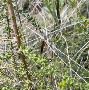 Harpobittacus sp. (genus) at Booth, ACT - 19 Nov 2022