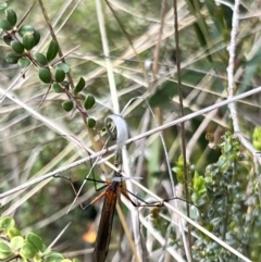 Harpobittacus (genus) at Booth, ACT - 19 Nov 2022 09:46 AM