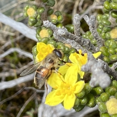 Eristalis tenax (Drone fly) at Mount Clear, ACT - 19 Nov 2022 by AJB