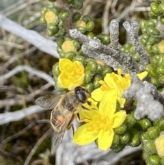 Eristalis tenax at Mount Clear, ACT - 19 Nov 2022 01:46 PM