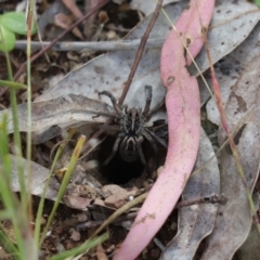 Tasmanicosa sp. (genus) (Tasmanicosa wolf spider) at Cook, ACT - 18 Nov 2022 by Tammy