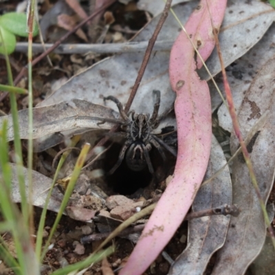 Tasmanicosa sp. (genus) (Unidentified Tasmanicosa wolf spider) at Mount Painter - 18 Nov 2022 by Tammy