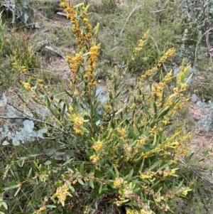 Daviesia mimosoides subsp. mimosoides at Booth, ACT - 19 Nov 2022