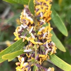 Daviesia mimosoides subsp. mimosoides at Booth, ACT - 19 Nov 2022 09:48 AM