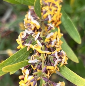 Daviesia mimosoides subsp. mimosoides at Booth, ACT - 19 Nov 2022