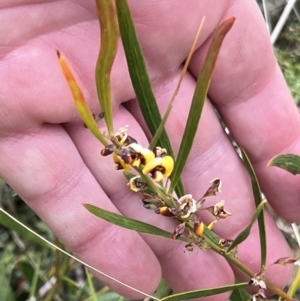 Daviesia mimosoides subsp. mimosoides at Booth, ACT - 19 Nov 2022