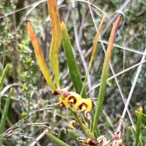 Daviesia mimosoides subsp. mimosoides at Booth, ACT - 19 Nov 2022