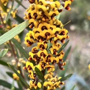 Daviesia mimosoides subsp. mimosoides at Booth, ACT - 19 Nov 2022