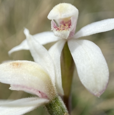 Caladenia alpina (Mountain Caps) at Mount Clear, ACT - 19 Nov 2022 by AJB