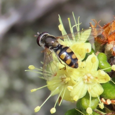 Melangyna viridiceps (Hover fly) at Mount Clear, ACT - 19 Nov 2022 by MatthewFrawley