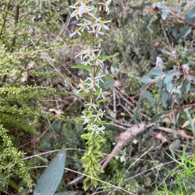 Olearia erubescens (Silky Daisybush) at Booth, ACT - 18 Nov 2022 by JimL
