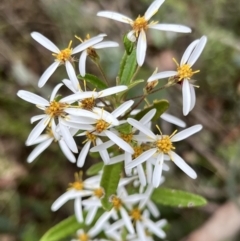 Olearia erubescens at Booth, ACT - 19 Nov 2022 09:49 AM