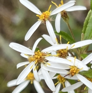 Olearia erubescens at Booth, ACT - 19 Nov 2022 09:49 AM