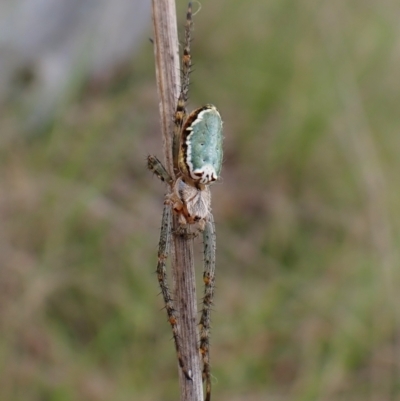 Plebs bradleyi (Enamelled spider) at Mount Painter - 24 Oct 2022 by CathB