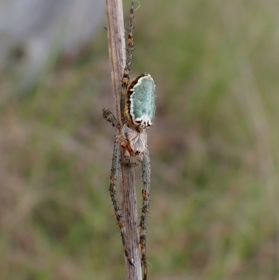 Plebs bradleyi (Enamelled spider) at Cook, ACT - 24 Oct 2022 by CathB