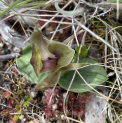 Chiloglottis valida (Large Bird Orchid) at Yaouk, NSW - 19 Nov 2022 by AJB