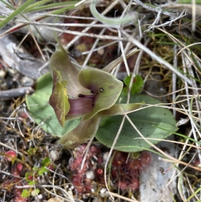 Chiloglottis valida (Large Bird Orchid) at Yaouk, NSW - 19 Nov 2022 by AJB