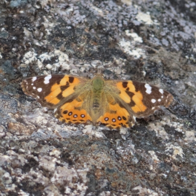 Vanessa kershawi (Australian Painted Lady) at Mount Clear, ACT - 19 Nov 2022 by MatthewFrawley