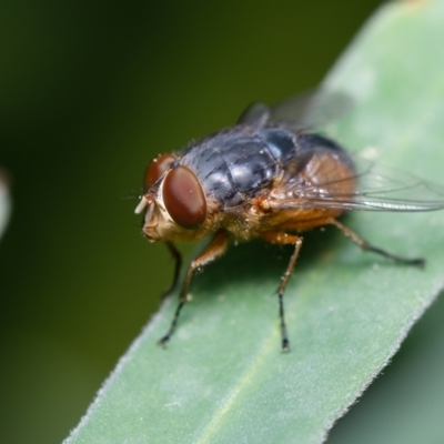 Calliphora augur (Lesser brown or Blue-bodied blowfly) at Downer, ACT - 19 Nov 2022 by RobertD