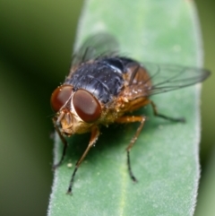 Calliphora augur at Downer, ACT - 19 Nov 2022