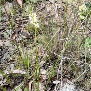 Stackhousia monogyna at Booth, ACT - 19 Nov 2022