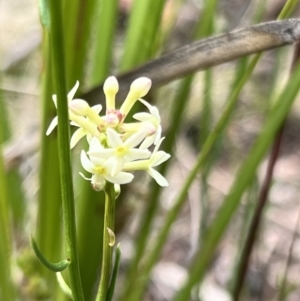 Stackhousia monogyna at Booth, ACT - 19 Nov 2022