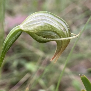 Pterostylis nutans at Yaouk, NSW - 19 Nov 2022