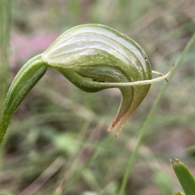 Pterostylis nutans (Nodding Greenhood) at Yaouk, NSW - 18 Nov 2022 by AJB