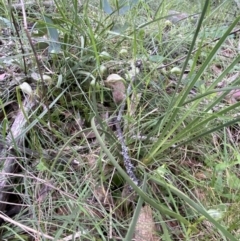 Pterostylis nutans at Yaouk, NSW - 19 Nov 2022