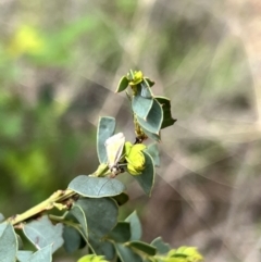 Philobota undescribed species near arabella (A concealer moth) at Booth, ACT - 18 Nov 2022 by JimL