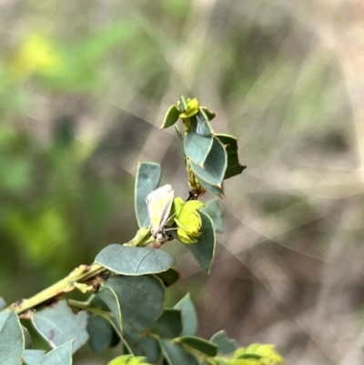 Philobota undescribed species near arabella (A concealer moth) at Booth, ACT - 18 Nov 2022 by JimL