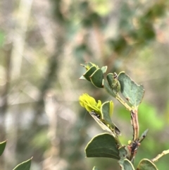 Philobota undescribed species near arabella at Booth, ACT - 19 Nov 2022 09:42 AM