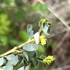 Philobota undescribed species near arabella at Booth, ACT - 19 Nov 2022