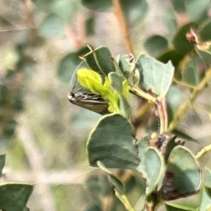 Philobota undescribed species near arabella at Booth, ACT - 19 Nov 2022 09:42 AM