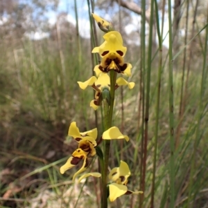 Diuris sulphurea at Cook, ACT - suppressed